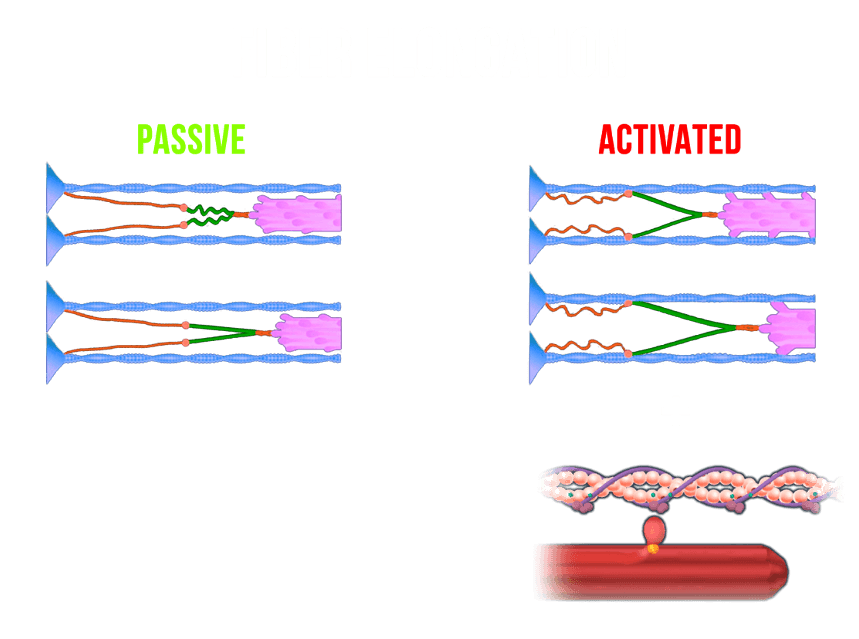eccentric contraction titin