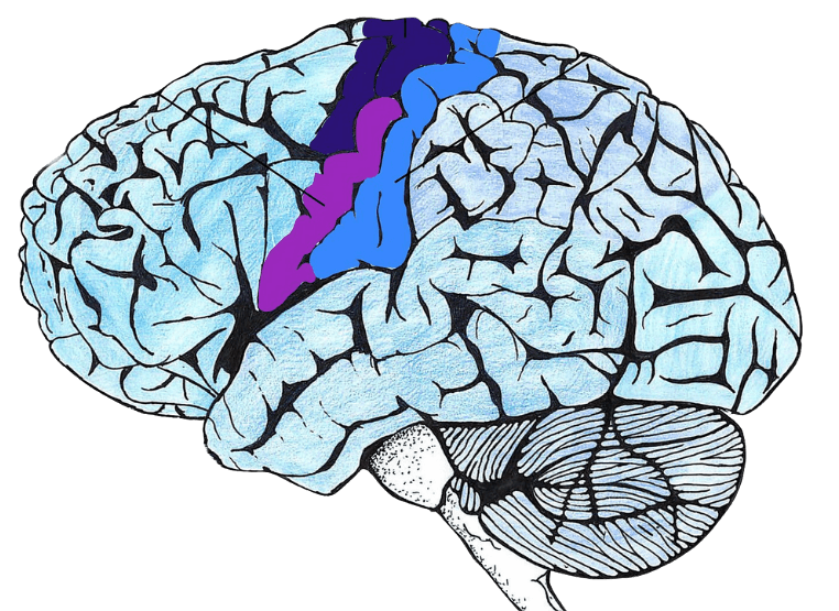 motor cortex