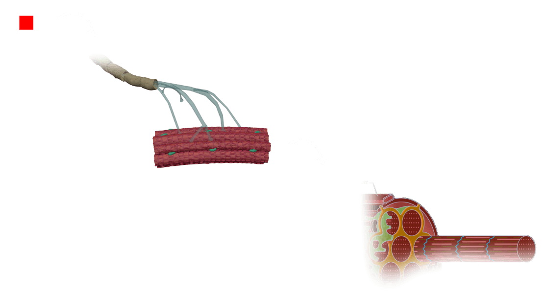 motor units