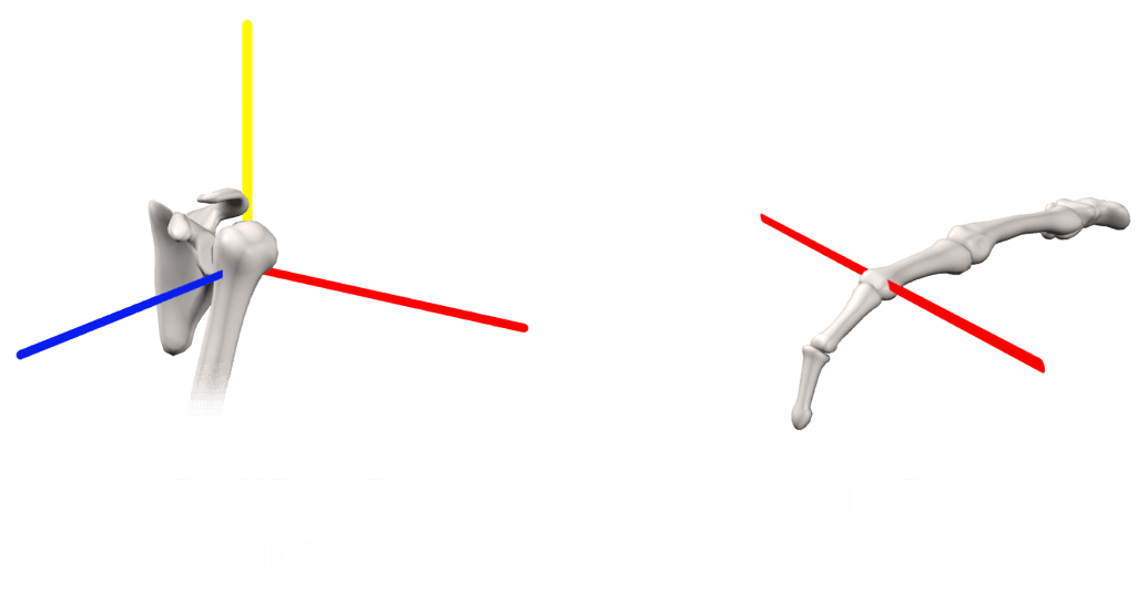 degrees of freedom anatomy