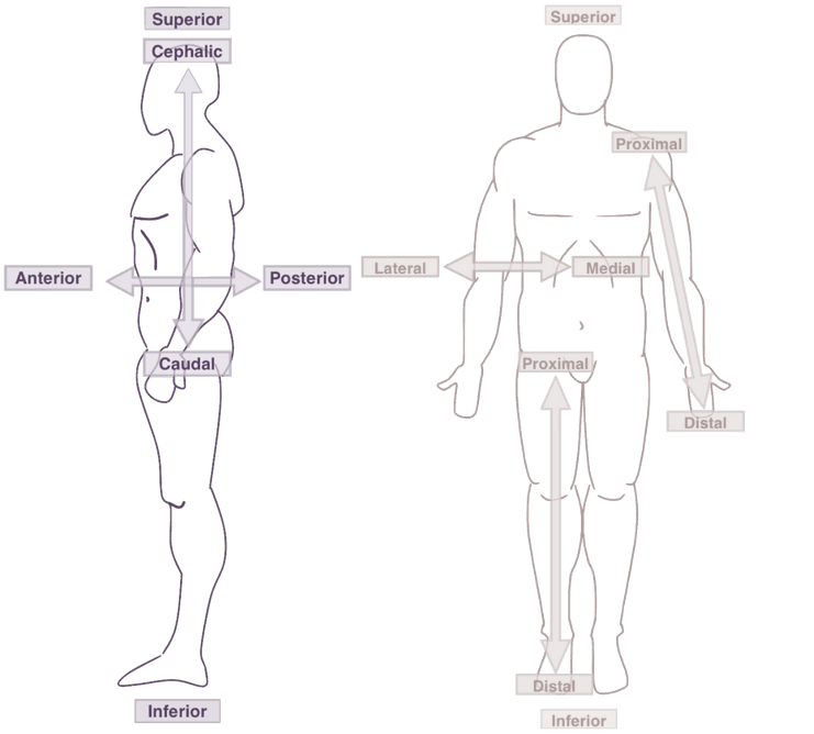anatomical directions