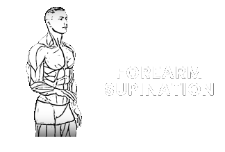 forearm pronation supination