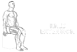 knee flexion extension