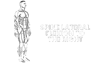 spine lateral flexion