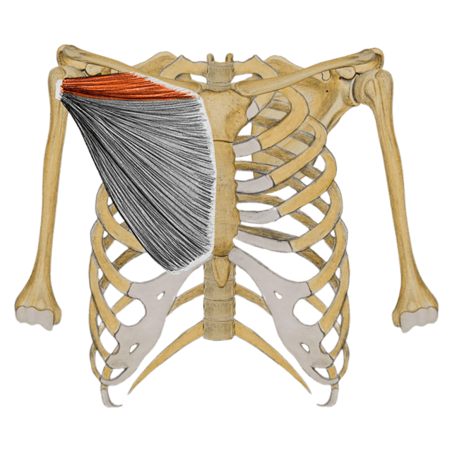 upper pecs medium