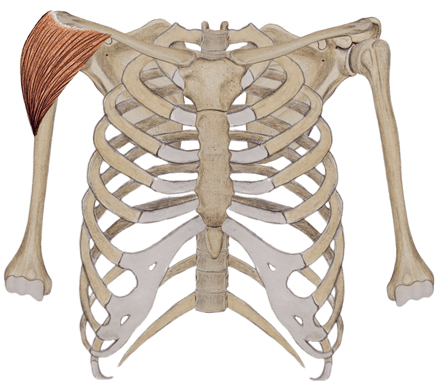 middle deltoid important planche muscle