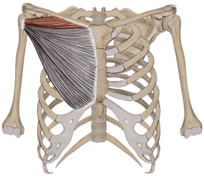 clavicular pec important planche muscle