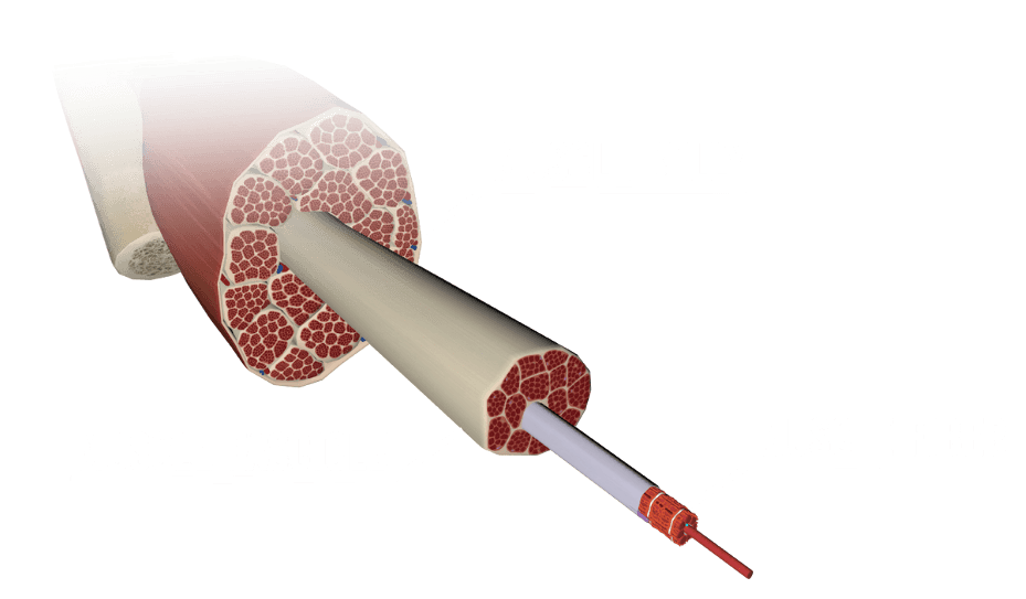muscle anatomy