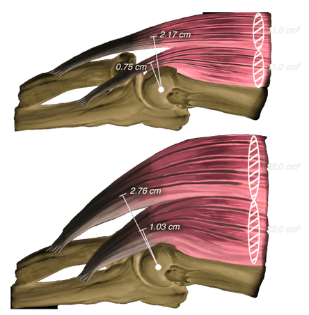 muscle internal moment arm