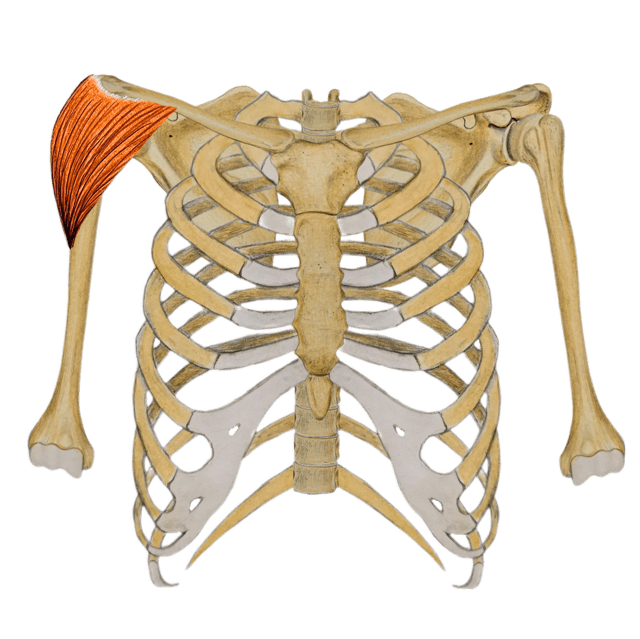 anterior and middle deltoid