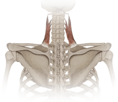 levator scapulae handstand push up