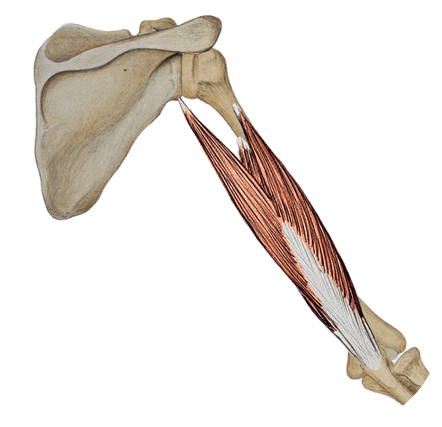 triceps brachii handstand push ups