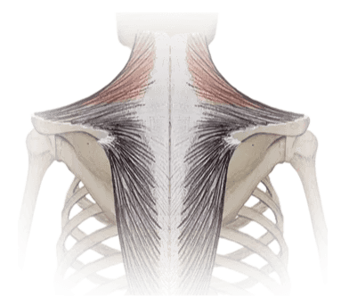 upper trapezius handstand push up
