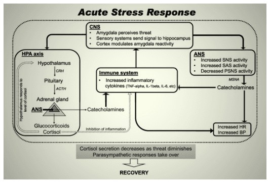 fight or flight physiological response